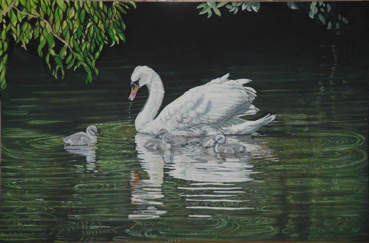 A Swan and her new Cygnets