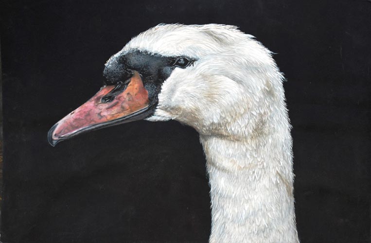 A Swans Head