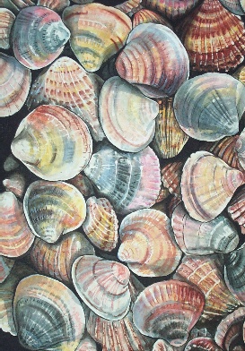 Shells (1)