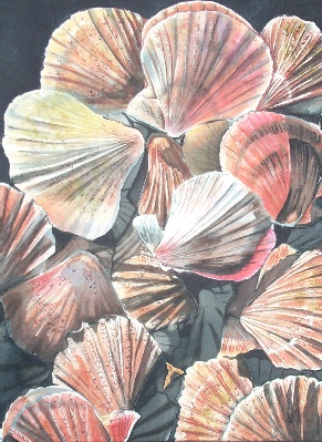 Shells (2)